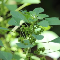 Acalypha indica L.